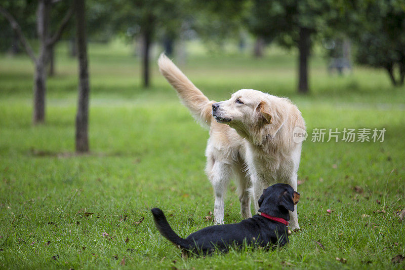 金毛猎犬和小狗在草地上玩耍