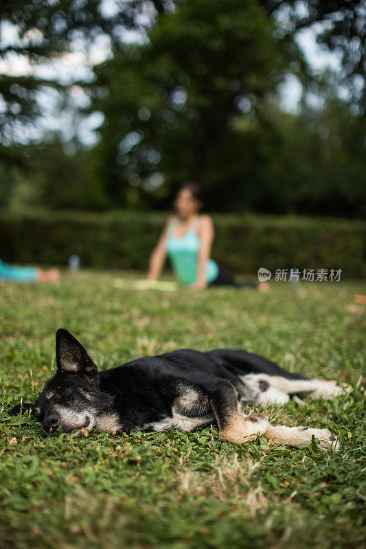 狗在主人锻炼时睡觉