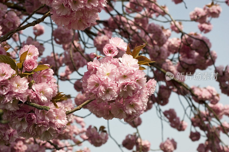 日本樱花