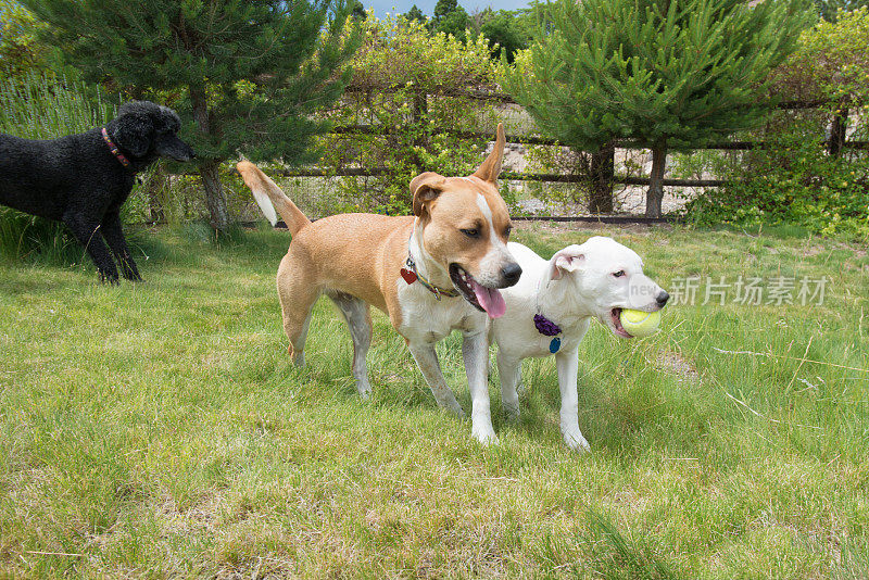 两只可爱的比特斗牛犬