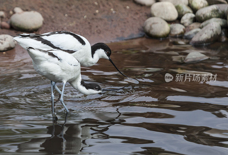 雌鳄向雄鳄求偶