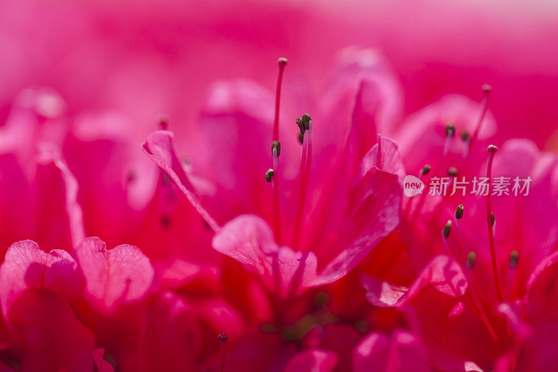 杜鹃花的特写