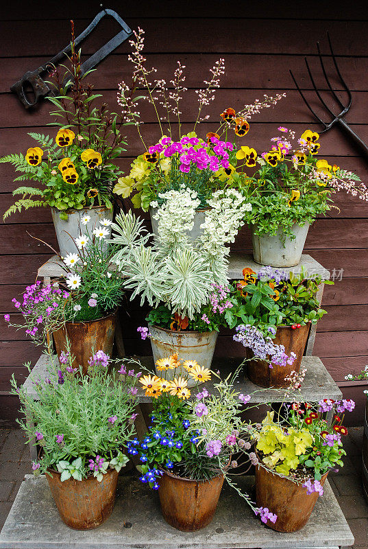 花盆里的夏季鲜花和草本植物
