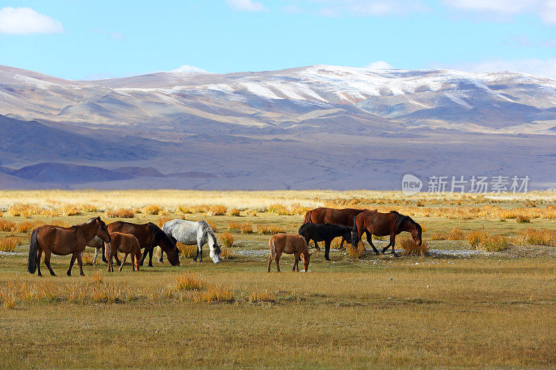 西蒙古山区的一群马