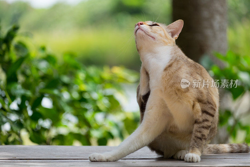 流浪猫用爪子在木桌上挠自己的身体。