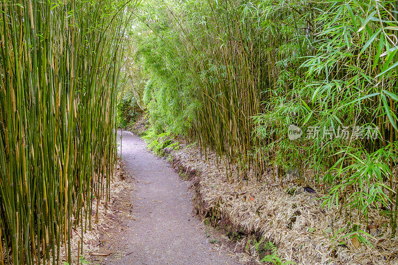 苏格兰的竹大道