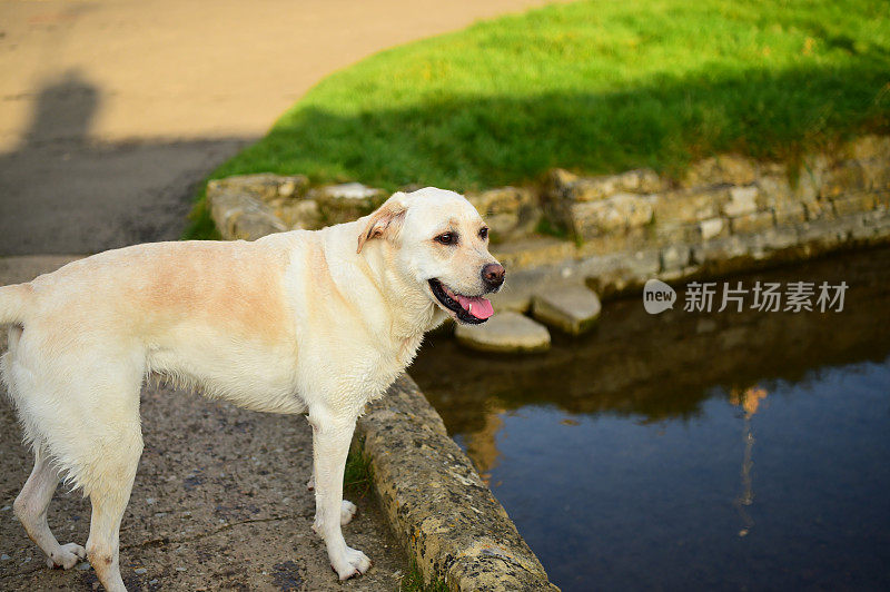 潮湿的拉布拉多寻回犬