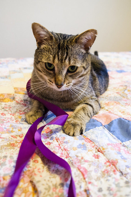 可爱的条纹虎斑猫在床上玩紫色的丝带