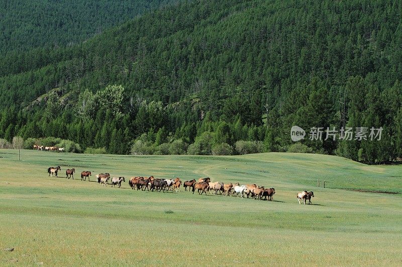 他们在蒙古找到了野马