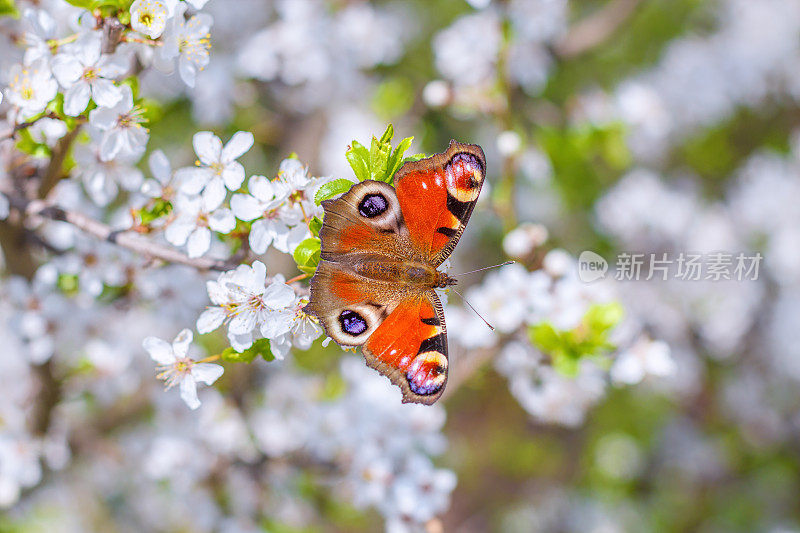 欧洲彩色孔雀蝶，长在刺李、黑刺李或黑刺李的开花枝上