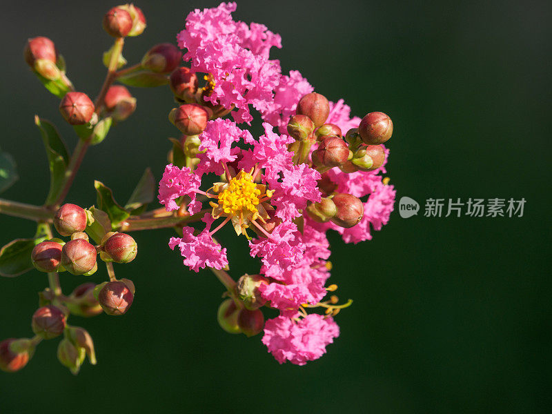 夏季花卉系列，细致的紫薇花(紫薇属)