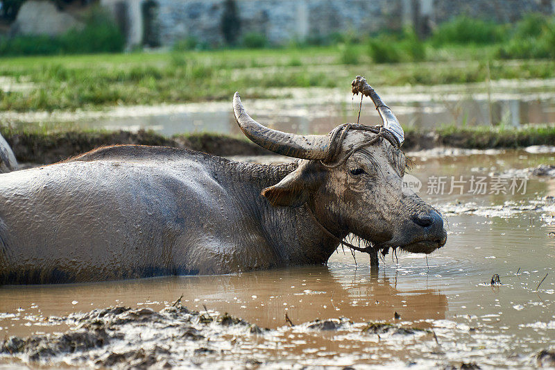 这是越南芳嫩克邦国家公园稻田里一头脏兮兮的水牛的肖像。