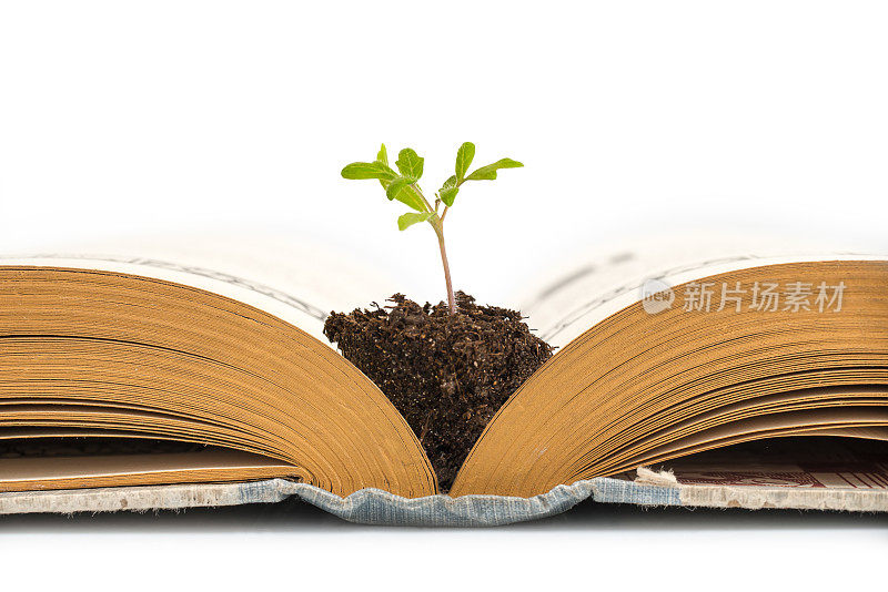 植物从一本翻开的旧书中生长，孤立在白色的背景下，教育或回收的概念