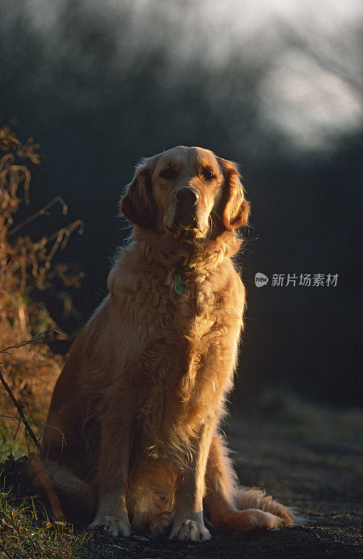 金毛猎犬的狗