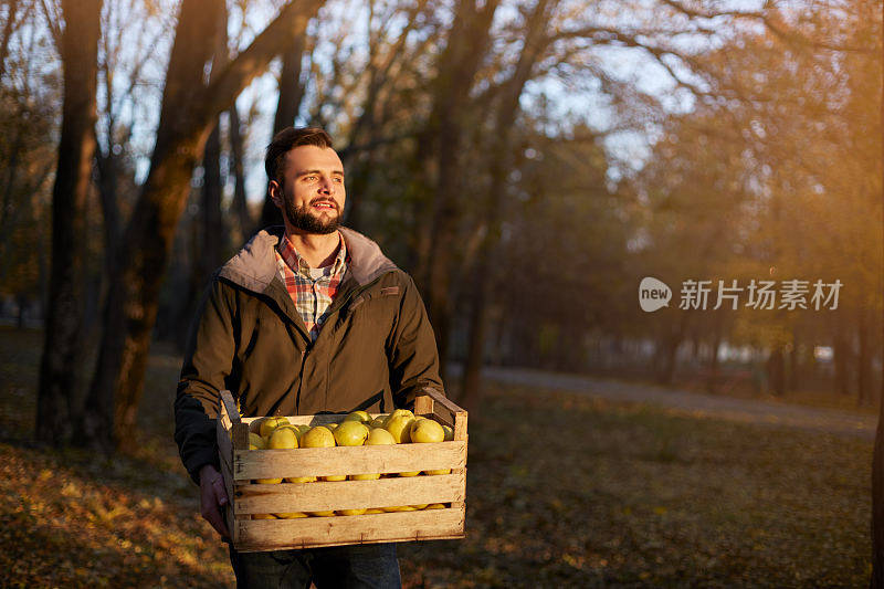 果园里，一个人拿着一箱金黄色成熟的苹果。在花园里收获的种植者正抱着有机苹果的板条箱。收获的概念。家庭主妇男买水果。