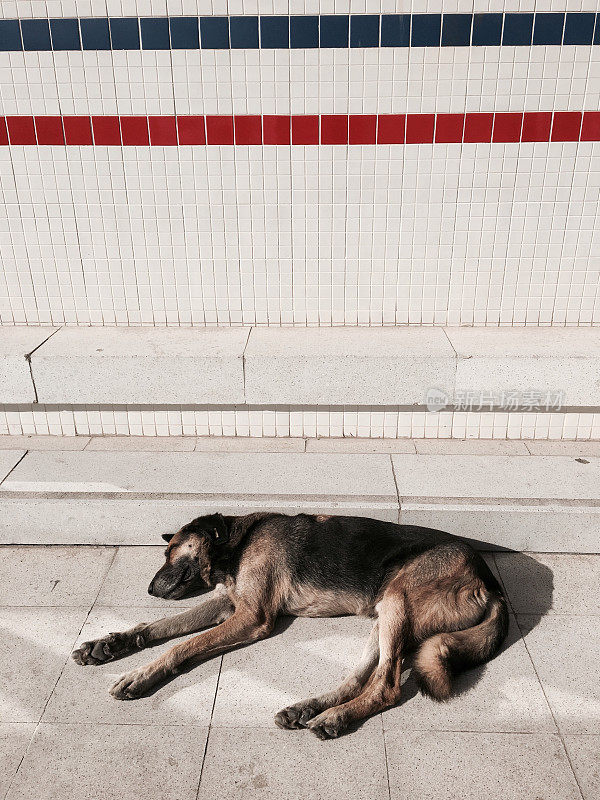 流浪狗睡在街上