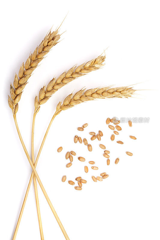 孤立在白色背景上的小麦谷穗。俯视图