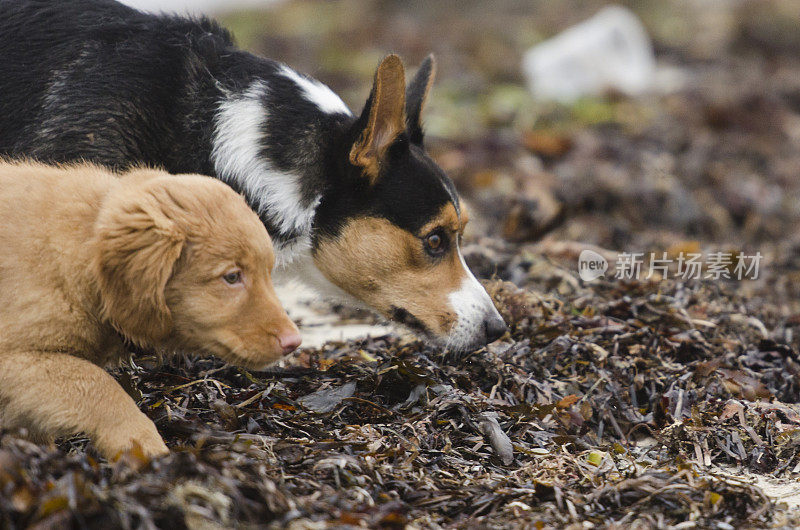 一只金毛寻回犬从柯基犬身上探出身子，学习如何嗅出地面