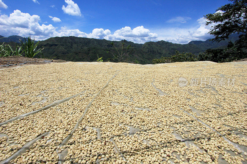 咖啡豆在阳光下晒干。哥伦比亚圣安德烈斯山上的咖啡种植园