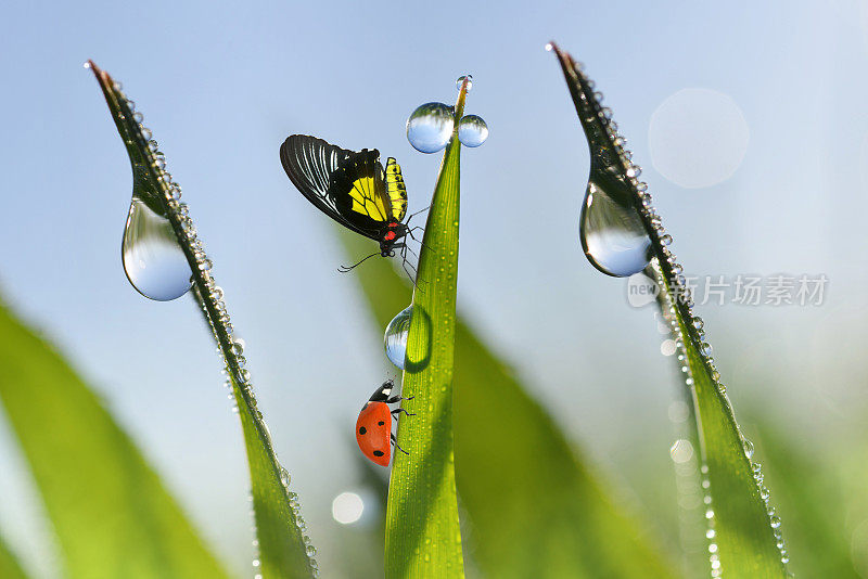 瓢虫和蝴蝶在带露珠的草叶上。