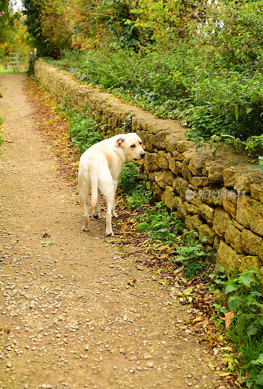 英国徒步旅行路上的拉布拉多寻回犬