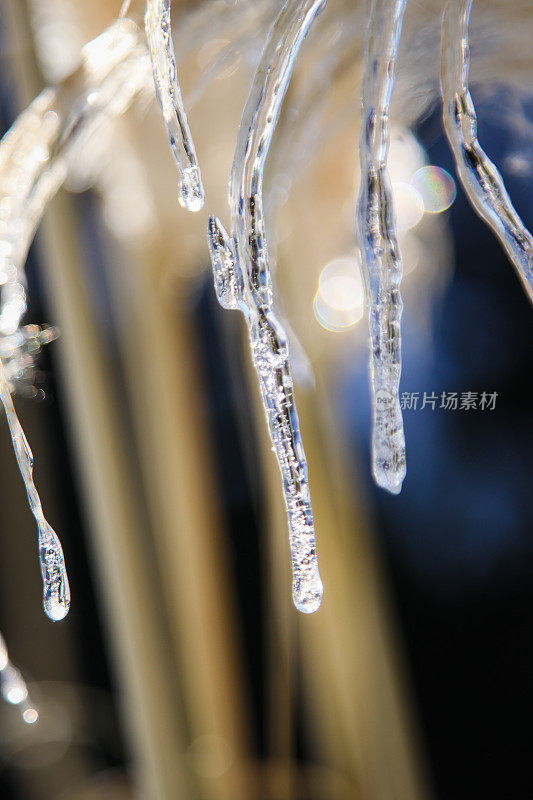 雪植物在冬天冻结