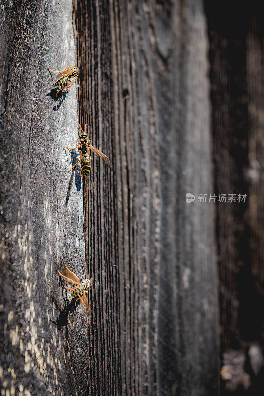 黄蜂和谷仓木材