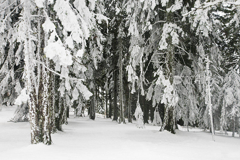 积雪冷杉