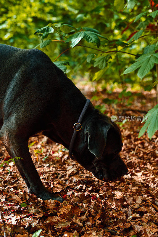 美丽的自然肖像的灰色藤条corso狗在德国的森林