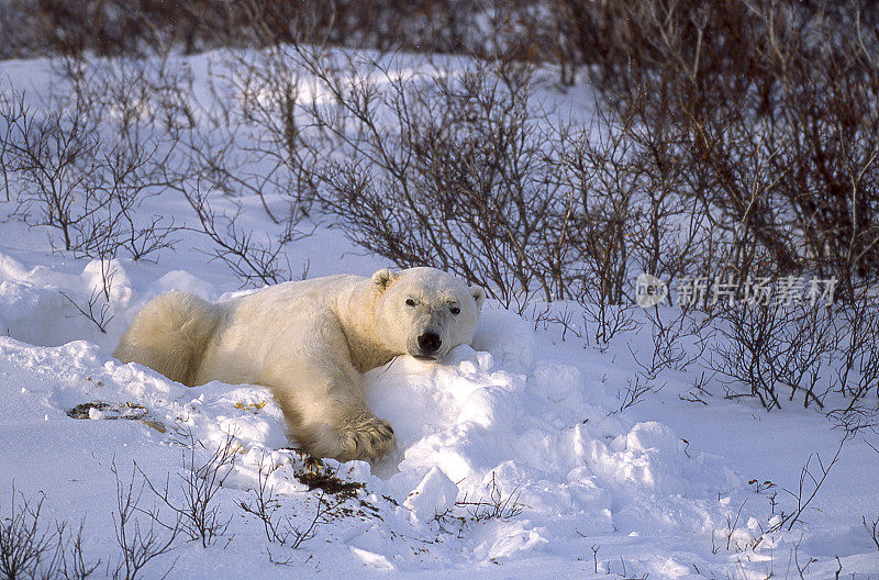 一只野生北极熊在柳树中休息