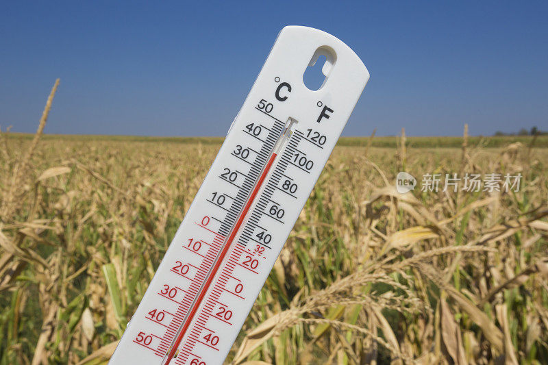 炎热阳光明媚的夏日，在干燥的玉米地前，温度为100华氏度