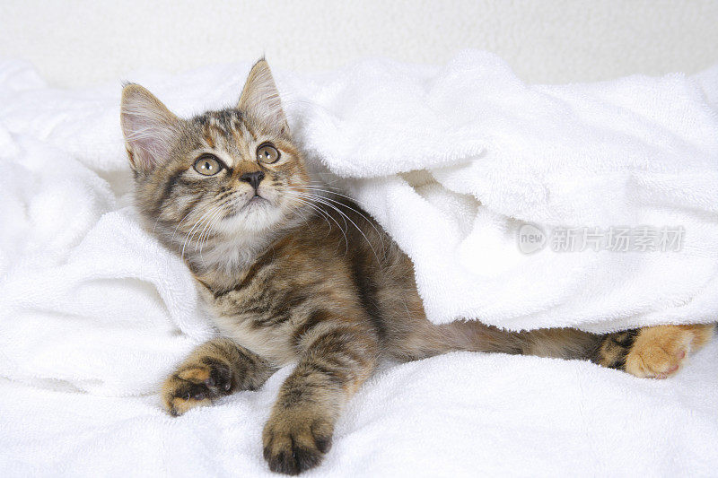 小猫用手帕裹着白毛巾