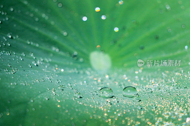 水滴在绿色的荷叶上
