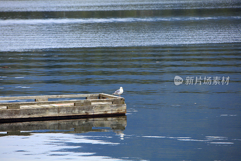 码头上的海鸥