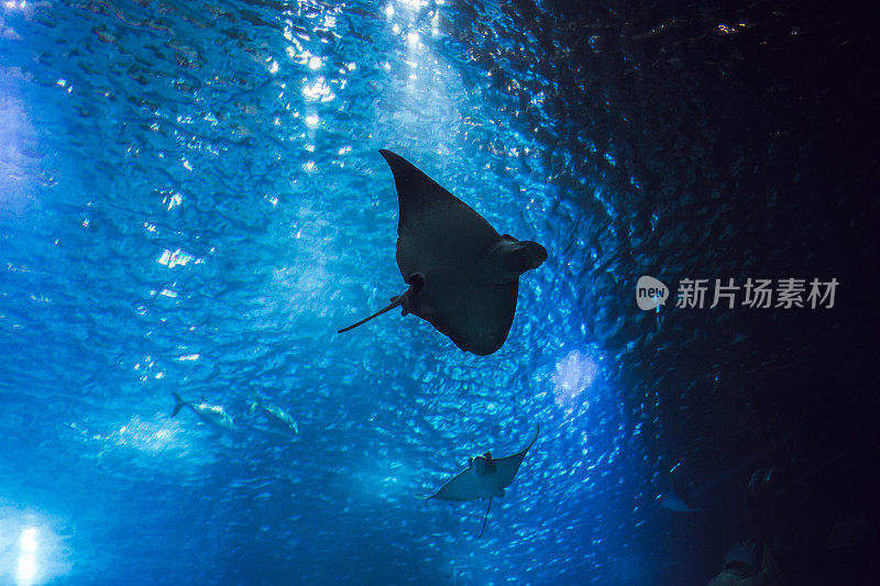 大水族馆里的海洋生物