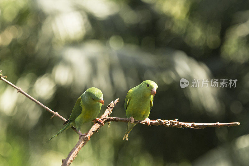 普通长尾小鹦鹉