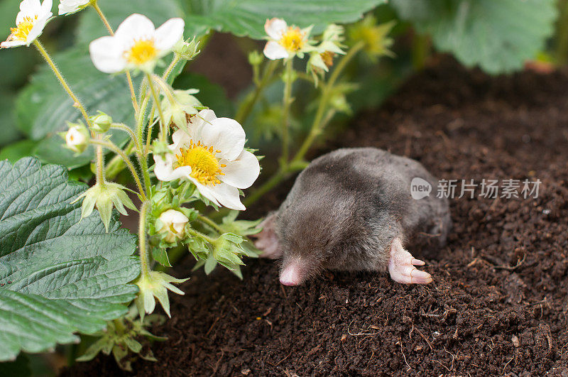 草莓园的鼹鼠