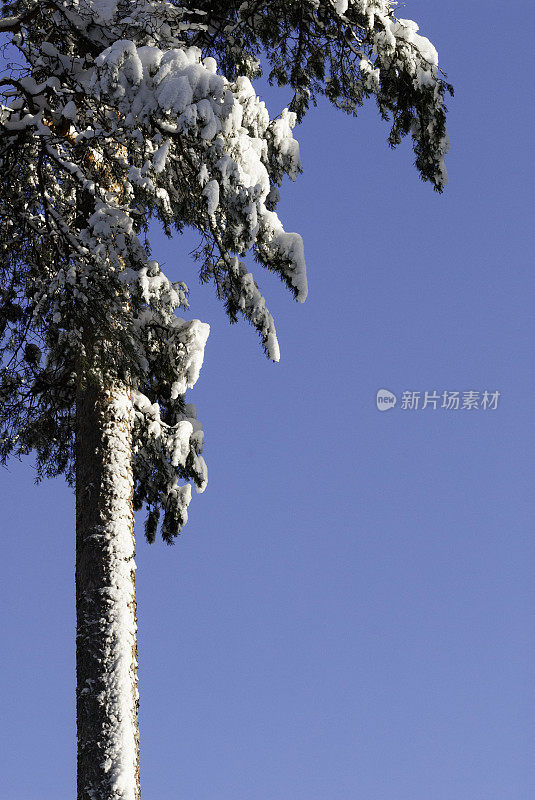 白雪覆盖的松树