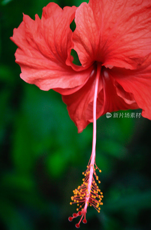 巴厘岛的芙蓉花