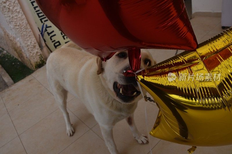 一只狗的生日