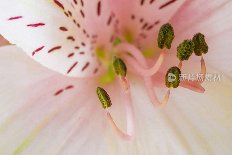 Alstroemeria