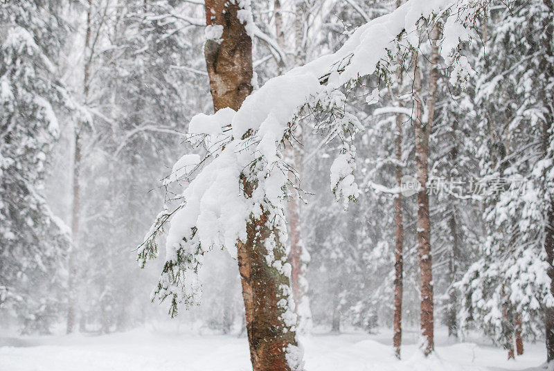 冬天下雪时森林里的树木