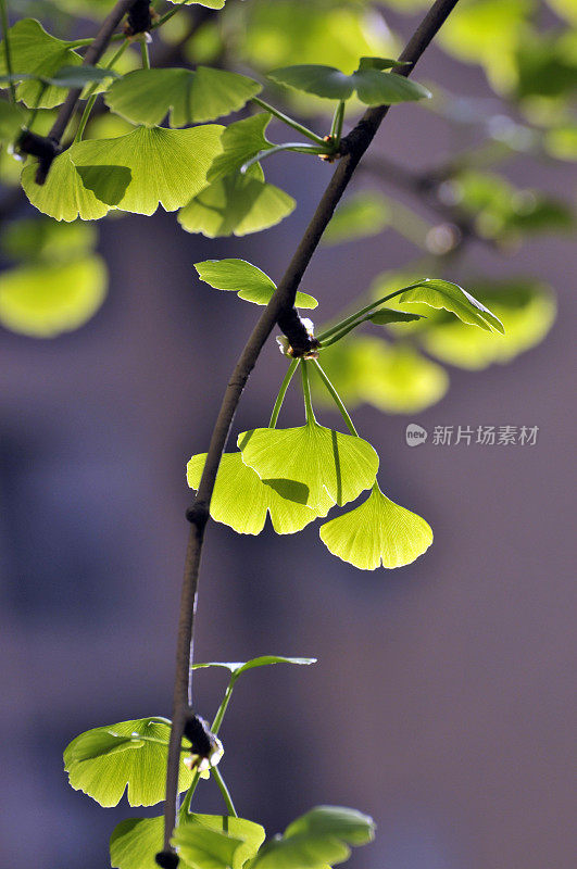 阳光下的绿叶特写