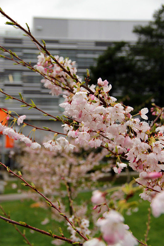 鲜花和建筑