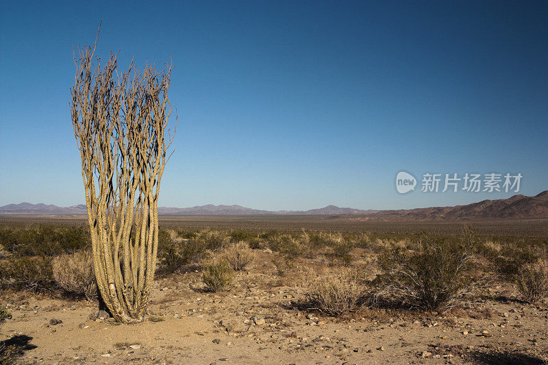 约书亚树国家公园的Ocotillo