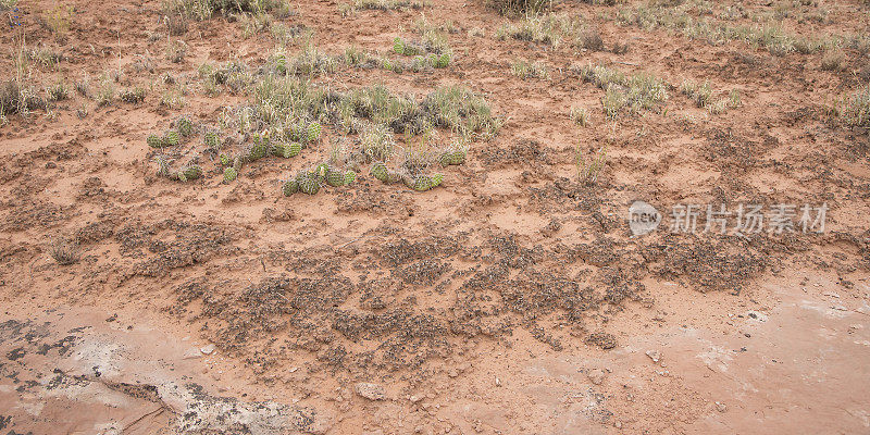 犹他州沙漠中的隐生土壤