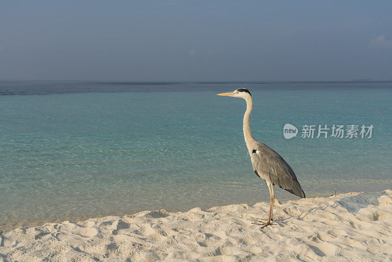 沙滩上的大蓝鹭