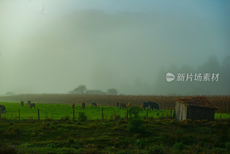 乡村景色-晨雾-草地上的奶牛