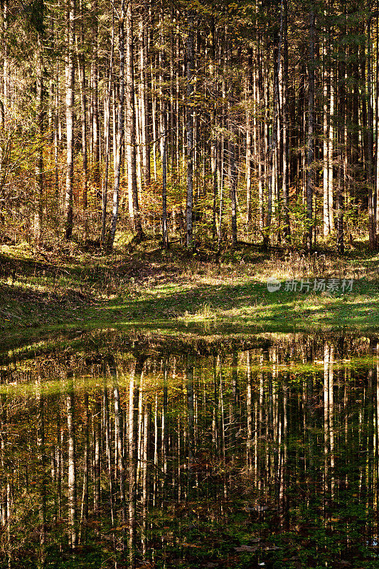 秋天的森林倒映在平静的湖面上。德国贝希特斯加登公园的Hintersee湖。