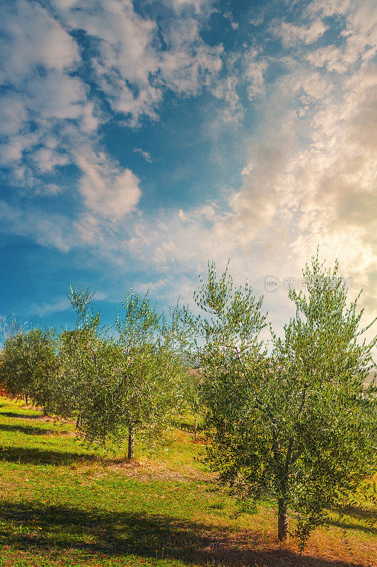 意大利托斯卡纳的橄榄树种植园